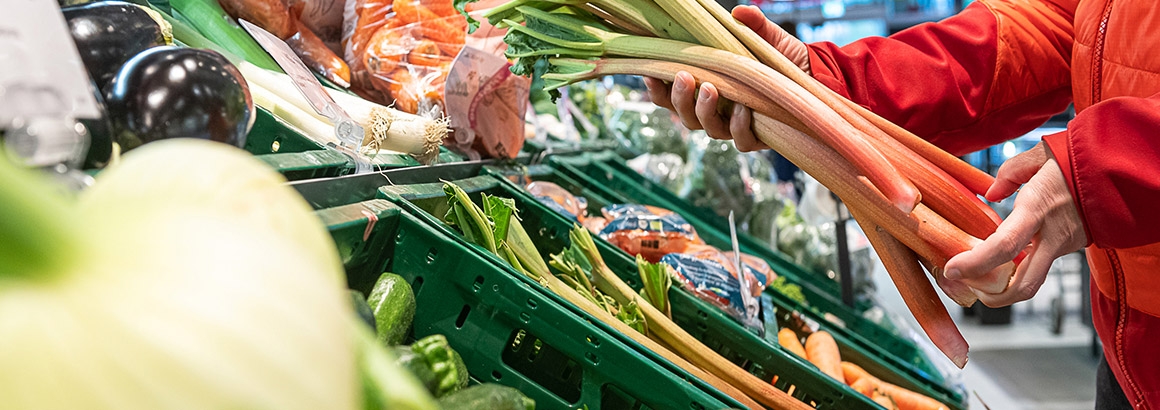 Irish Setter visual data 7